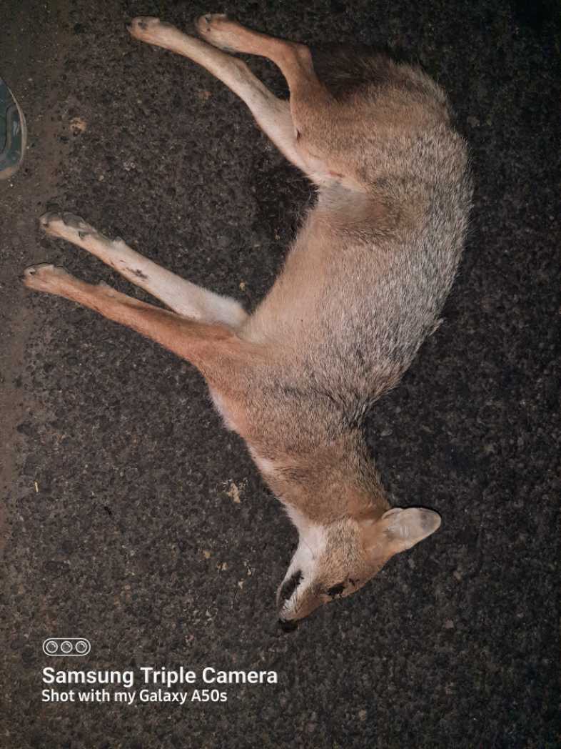 Indian Golden Jackal