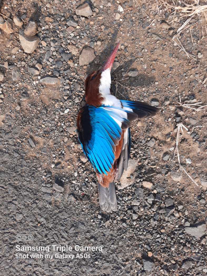 White-Throated Kingfisher